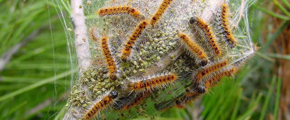 Chenille processionnaire