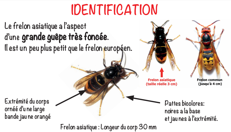 frelon asiatique