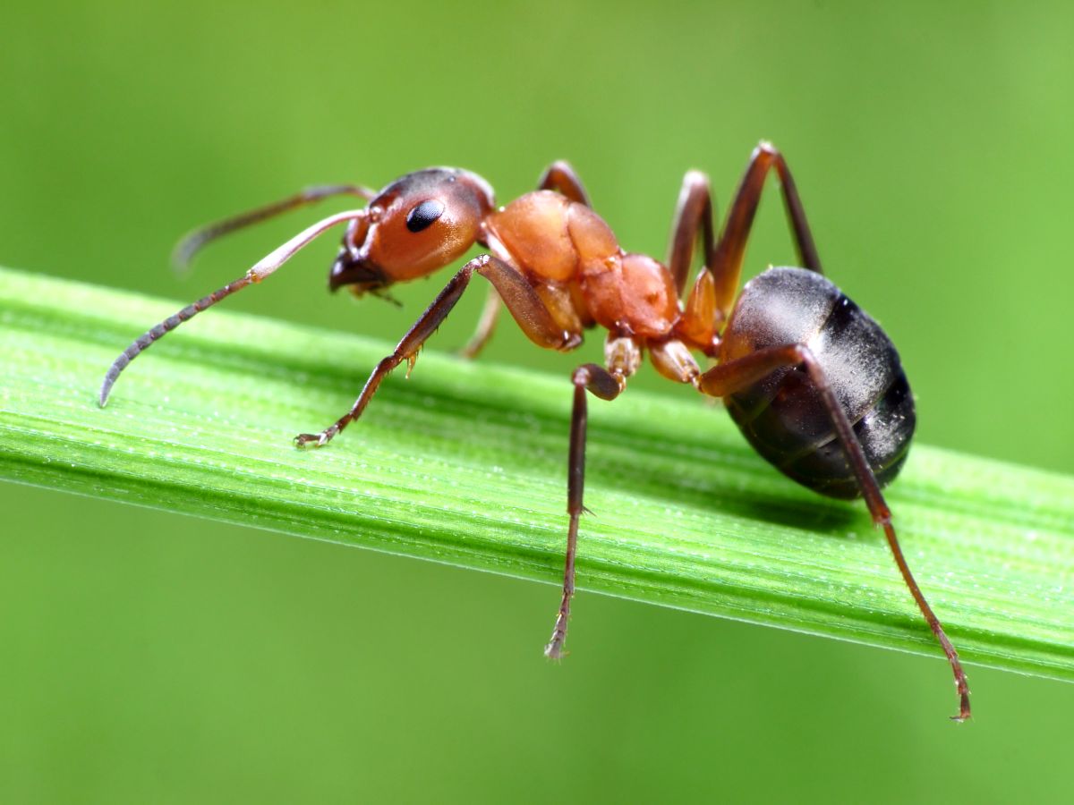 Les fourmis